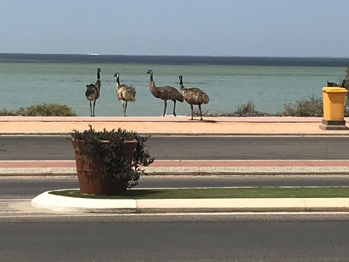 Shark Bay Seafront Apartments Denham Exteriör bild